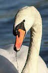 mute swan