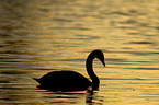 mute swan