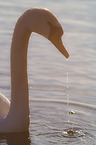 mute swan