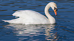 mute swan