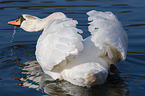 mute swan