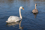 mute swans