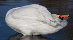 mute swan