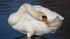 mute swan