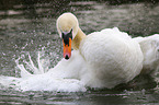 mute swan