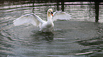 mute swan