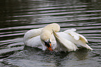 mute swan