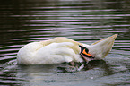 mute swan