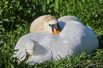 mute swan