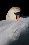 mute swan