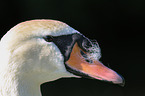 mute swan