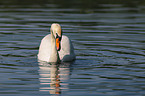 mute swan