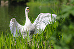 mute swan