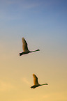 mute swans