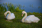 mute swans