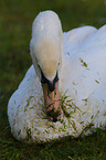 mute swan