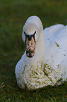 mute swan