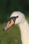 mute swan