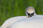 mute swan