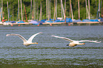 mute swans