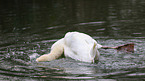 mute swan