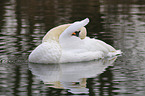 mute swan