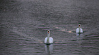 mute swans