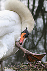 mute swan