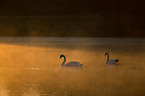 mute swans