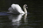 mute swan