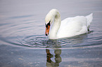 mute swan