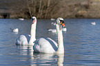 mute swans