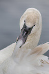 mute swan