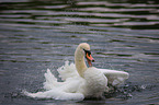 mute swan