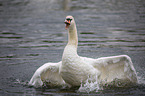 mute swan