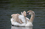 mute swan