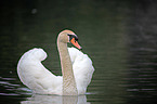 mute swan