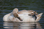 mute swan