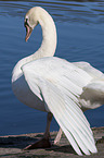 mute swan