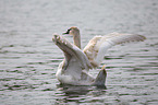 mute swan