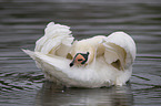 mute swan