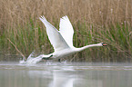 Mute Swan flies over the lake