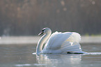 mute swan swims at the lake