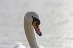 Mute Swan portrait