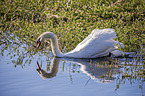 swimming Mute Swan