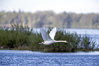 flying Mute Swan