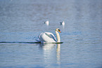 swimming Mute Swan