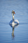 swimming Mute Swan