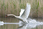 flying Mute Swan