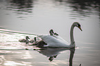 mute swans